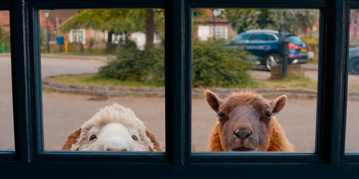 zwei sehr süße Schafe gucken durchs Fenster in den Raum
