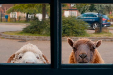 zwei sehr süße Schafe gucken durchs Fenster in den Raum